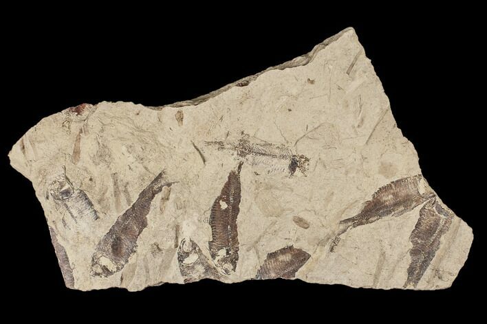 Fossil Fish (Gosiutichthys) Mortality Plate - Lake Gosiute #87808